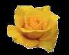 yellowflower.jpg